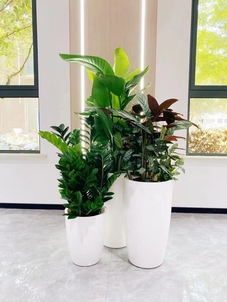 揭秘宁波余姚花木出租价格，你绝对意想不到！